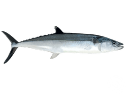 Cero Mackerel